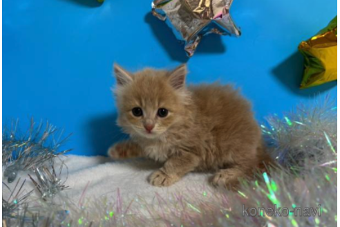 成約済の大阪府のスコティッシュフォールド-68361の2枚目